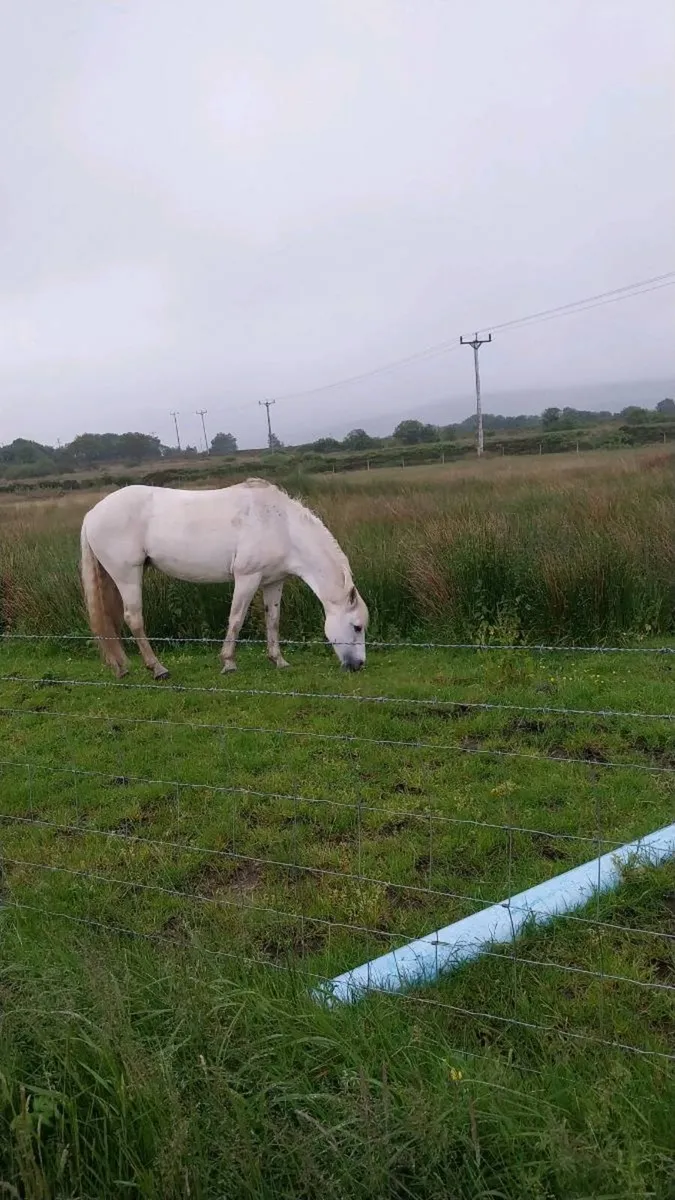 Connemara pony - Image 1
