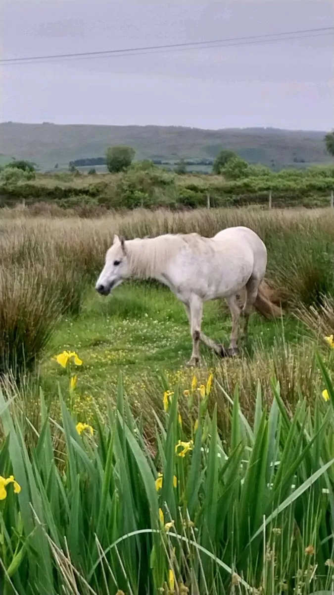 Connemara pony - Image 2
