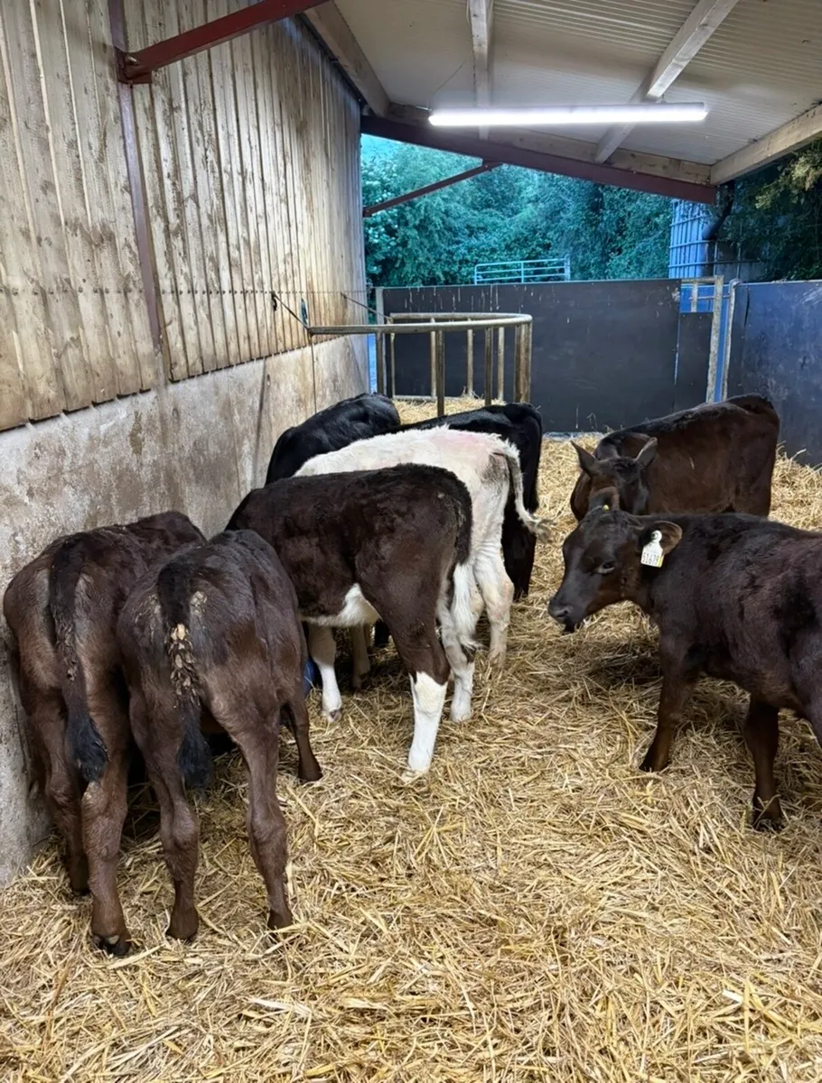 8 lovely 3 month old heifer runners - Image 1