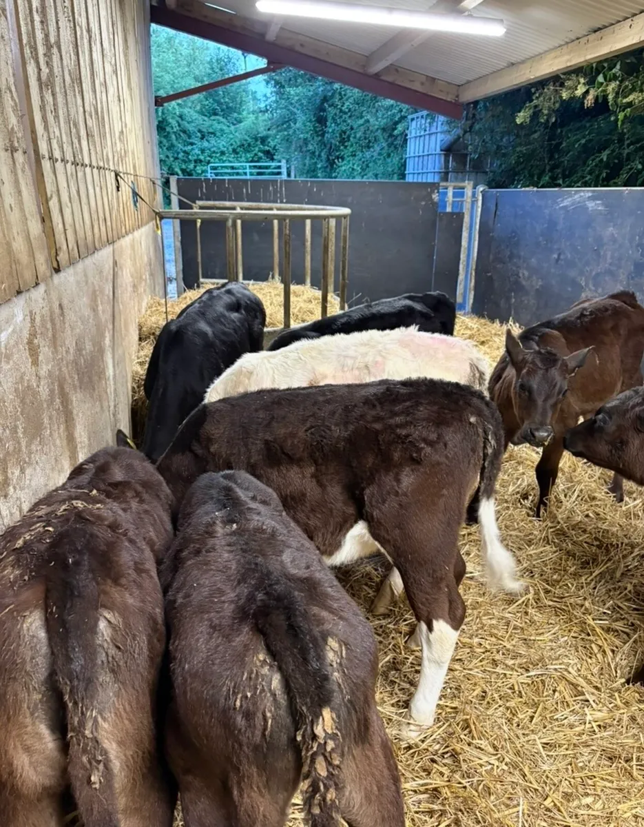8 lovely 3 month old heifer runners - Image 2