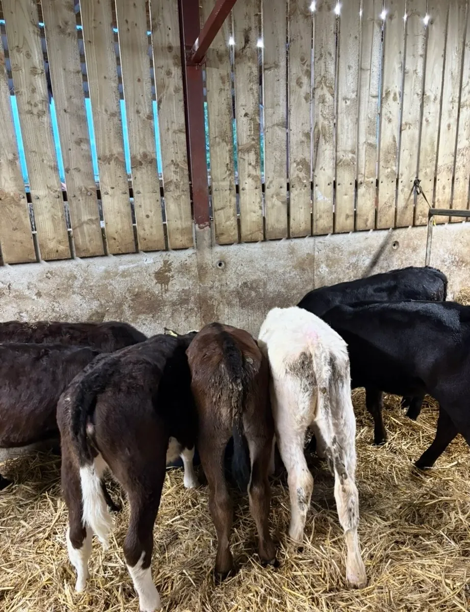 8 lovely 3 month old heifer runners - Image 3