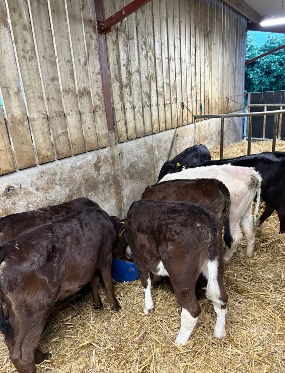 8 lovely 3 month old heifer runners - Image 4