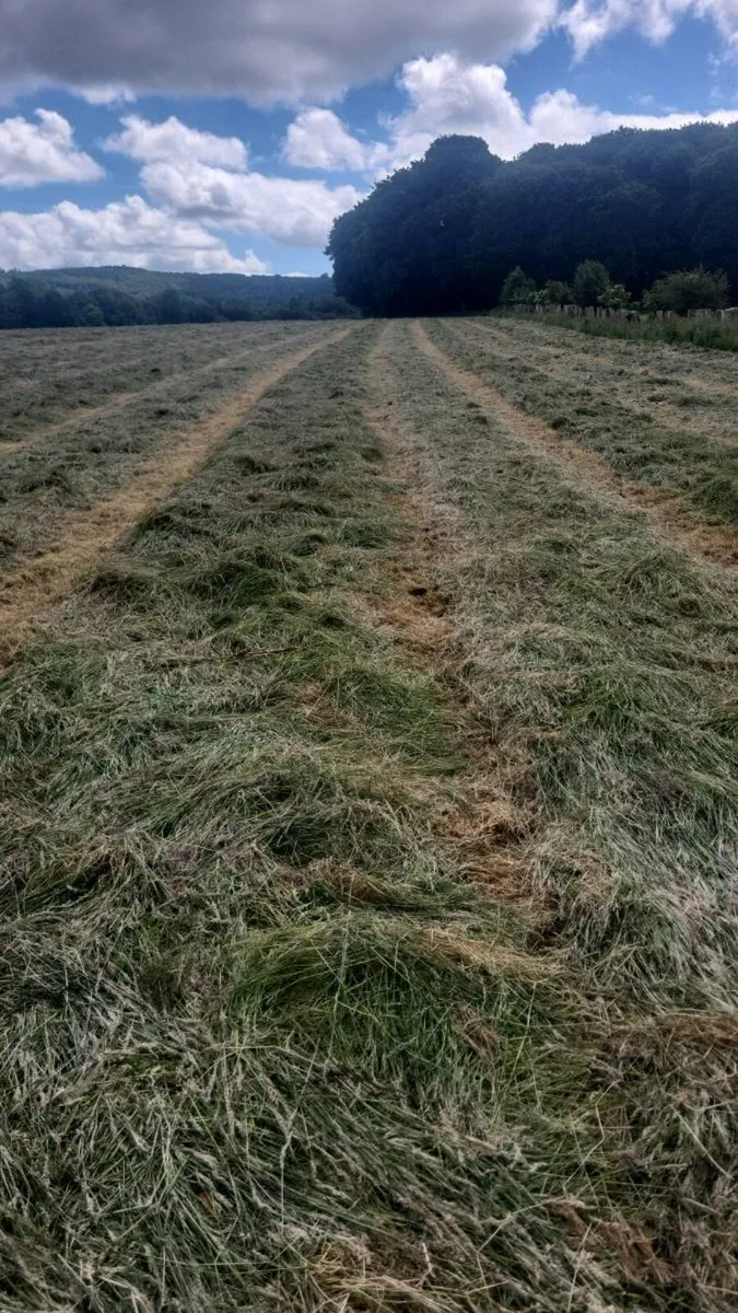 Grass silage