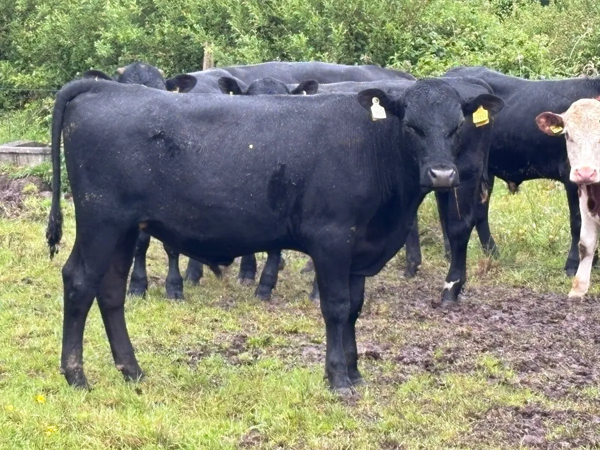 12 Hereford & Angus  bull Weanlings for sale - Image 2
