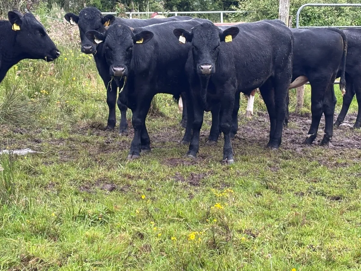 12 Hereford & Angus  bull Weanlings for sale - Image 3
