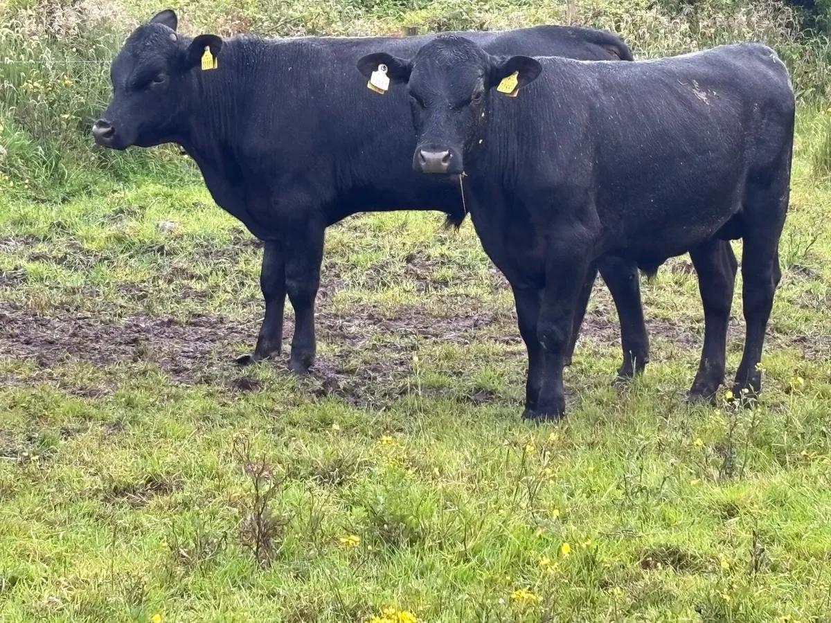 12 Hereford & Angus  bull Weanlings for sale - Image 1
