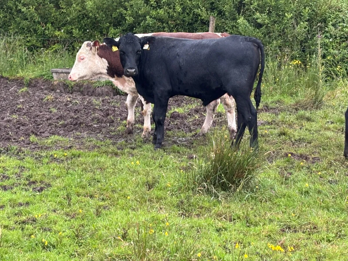 12 Hereford & Angus  bull Weanlings for sale - Image 4
