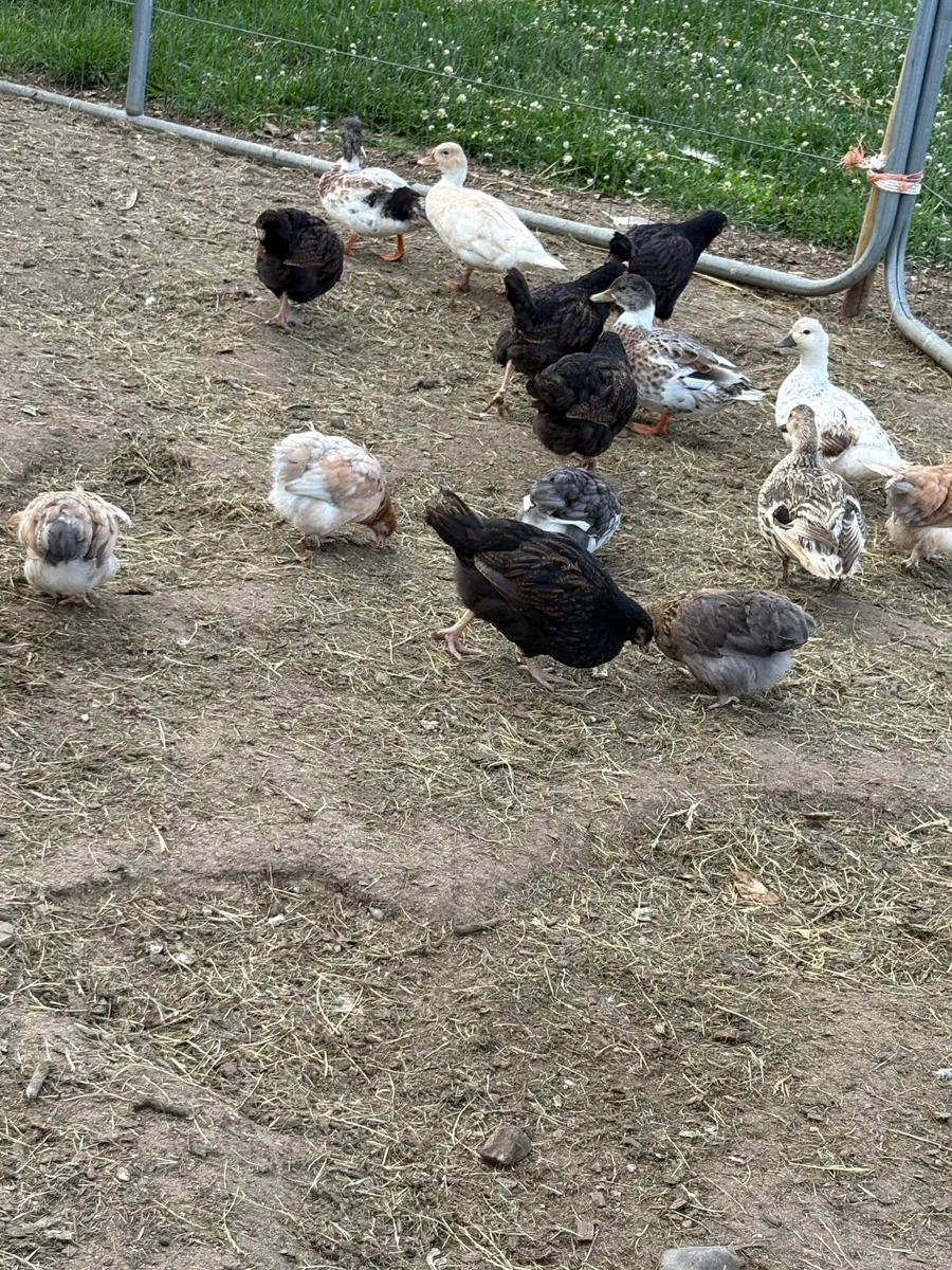 Poultry chicks barnevelders / pekin bantams - Image 1