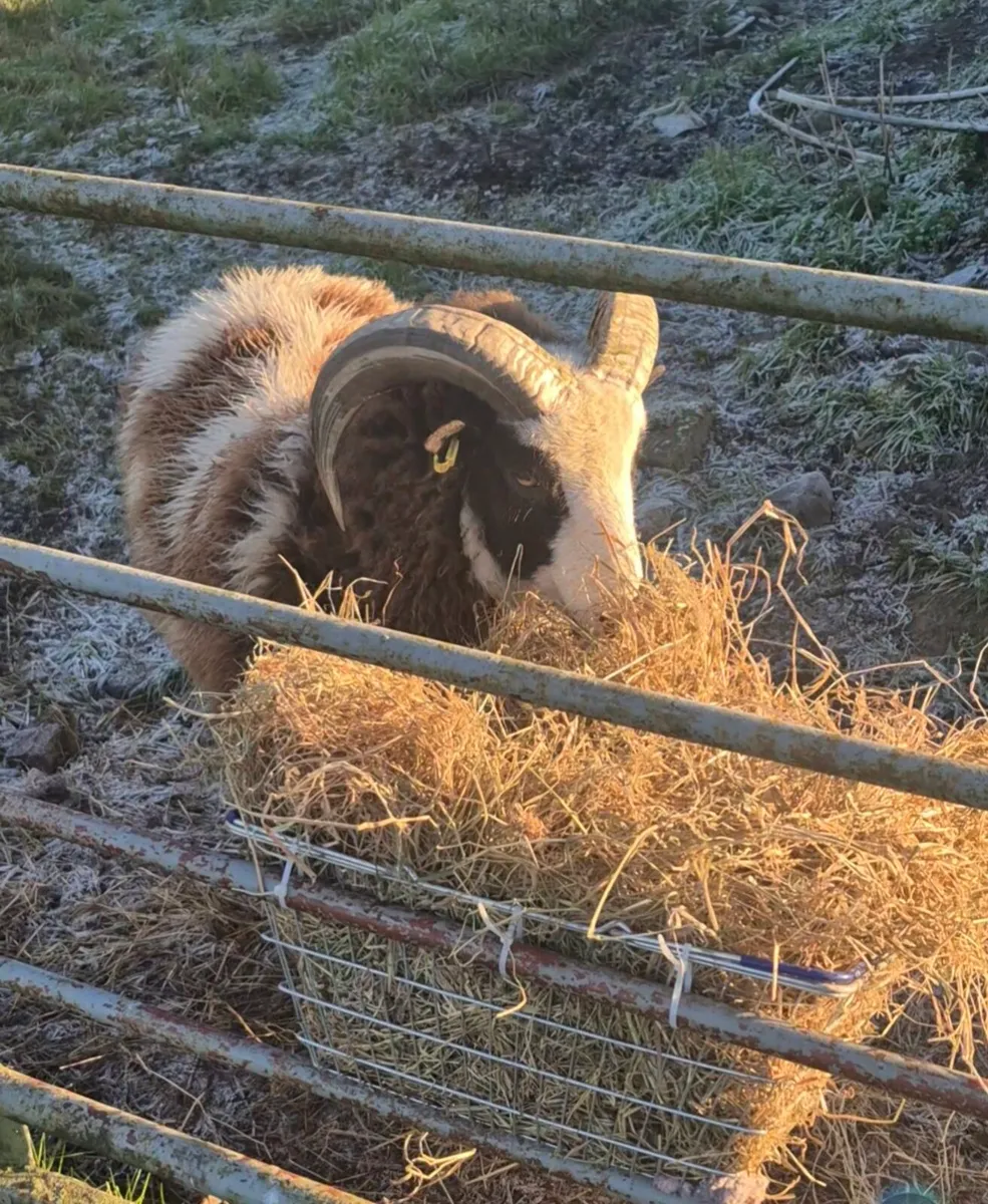 Purebred Jacob Ram - Image 4