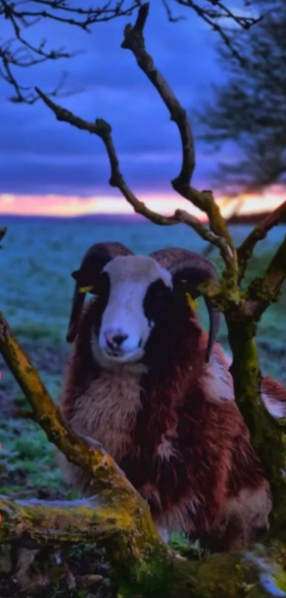 Purebred Jacob Ram - Image 1