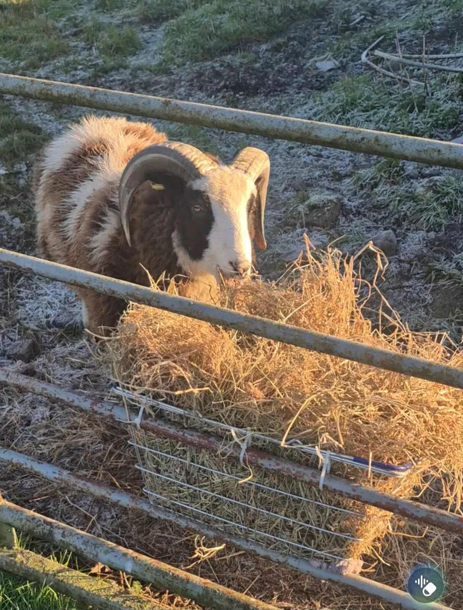 Purebred Jacob Ram - Image 2