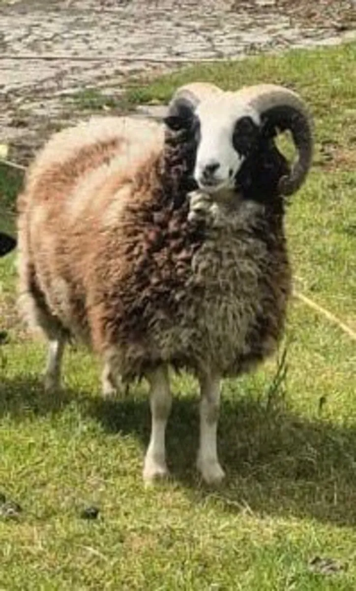 Purebred Jacob Ram - Image 3