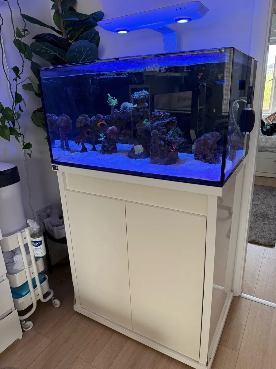 Marine Fish Tank - Image 1