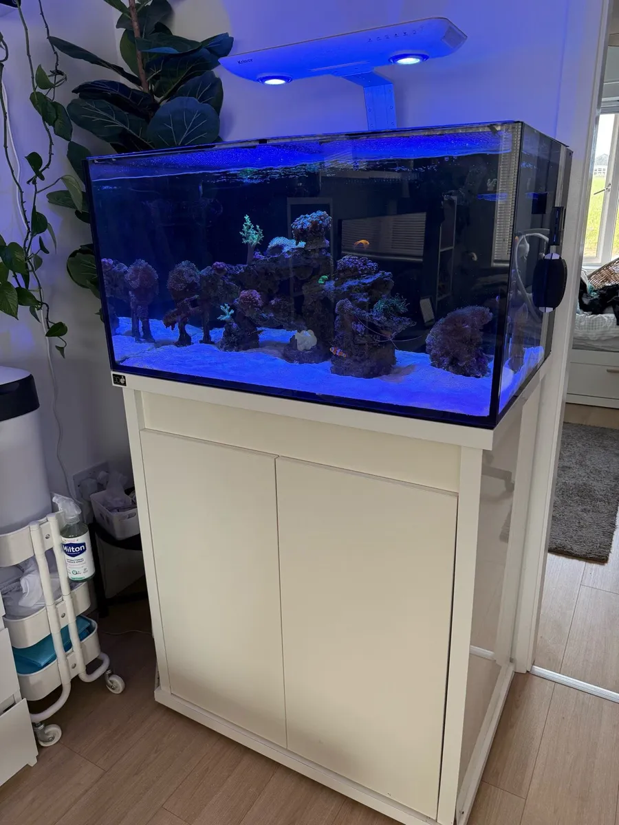 Marine Fish Tank - Image 2