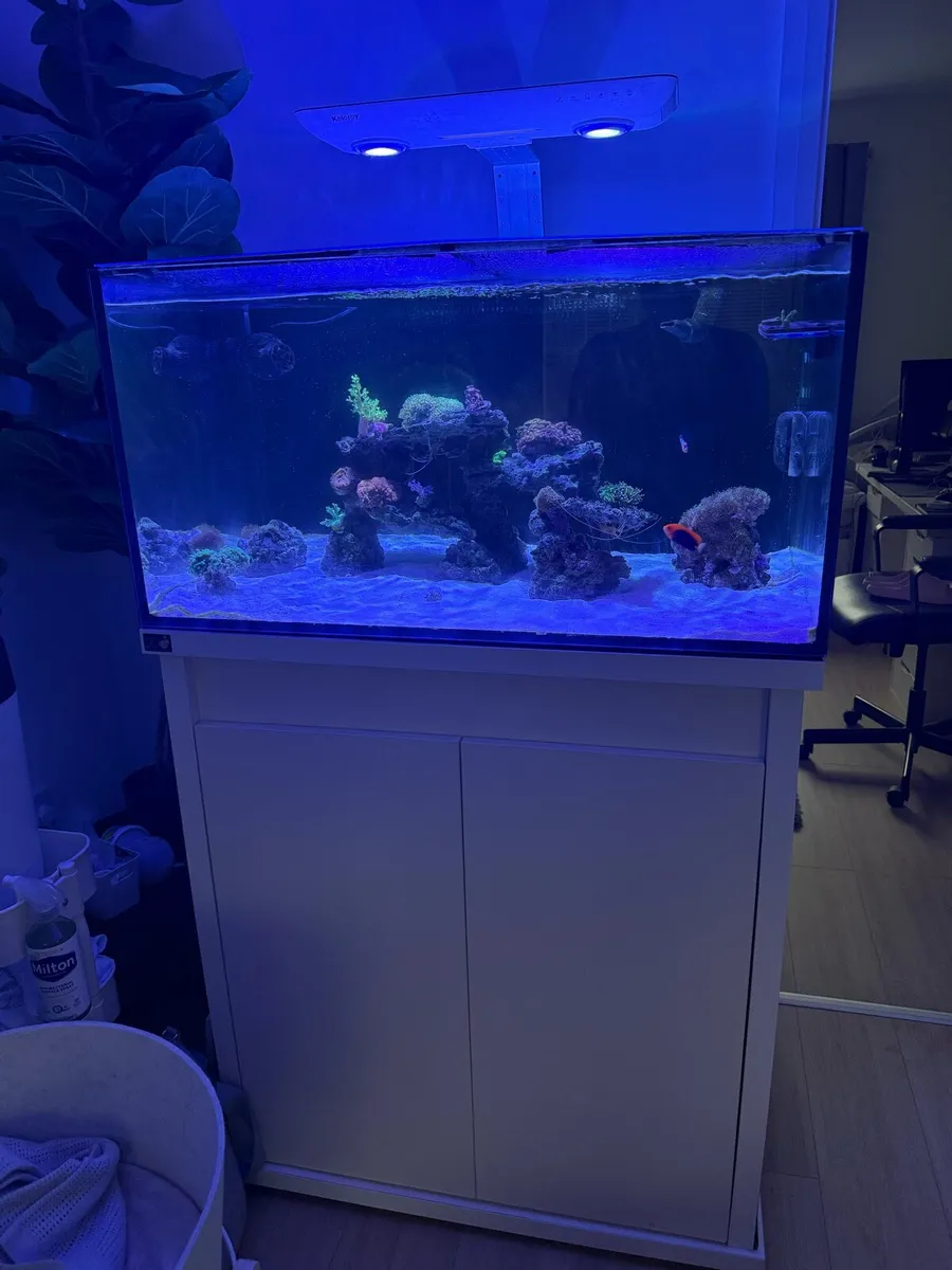 Marine Fish Tank - Image 3