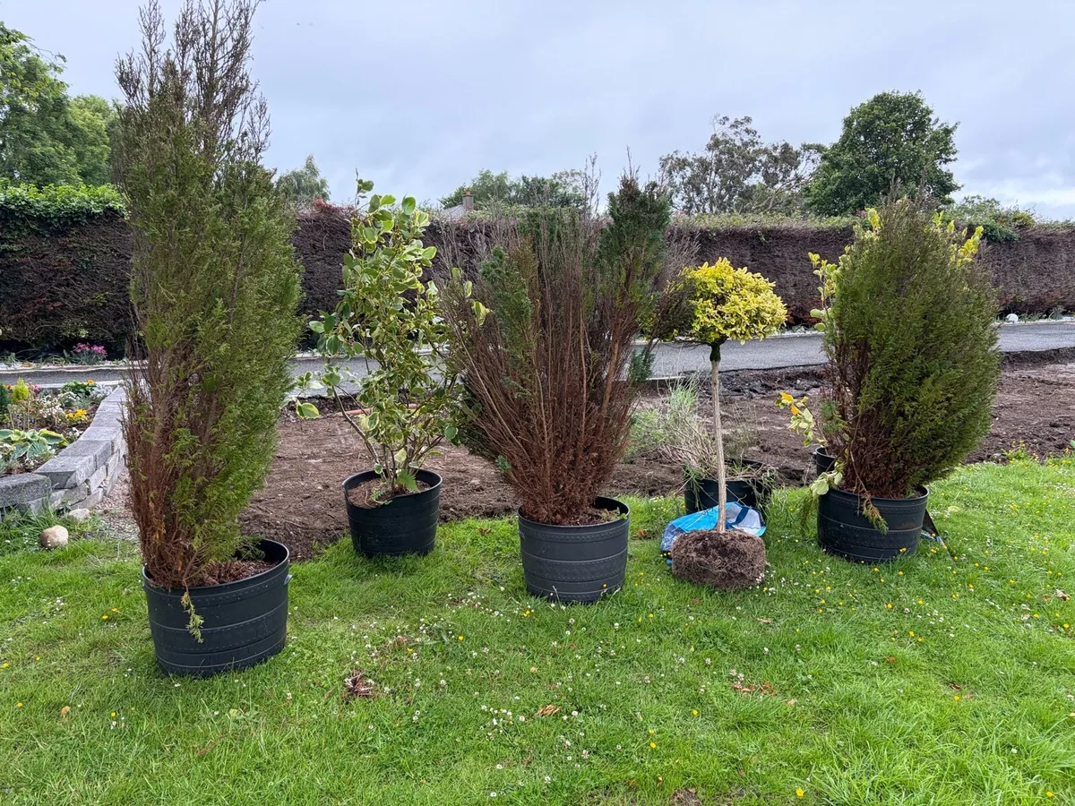 large garden trees and bushes - Image 1