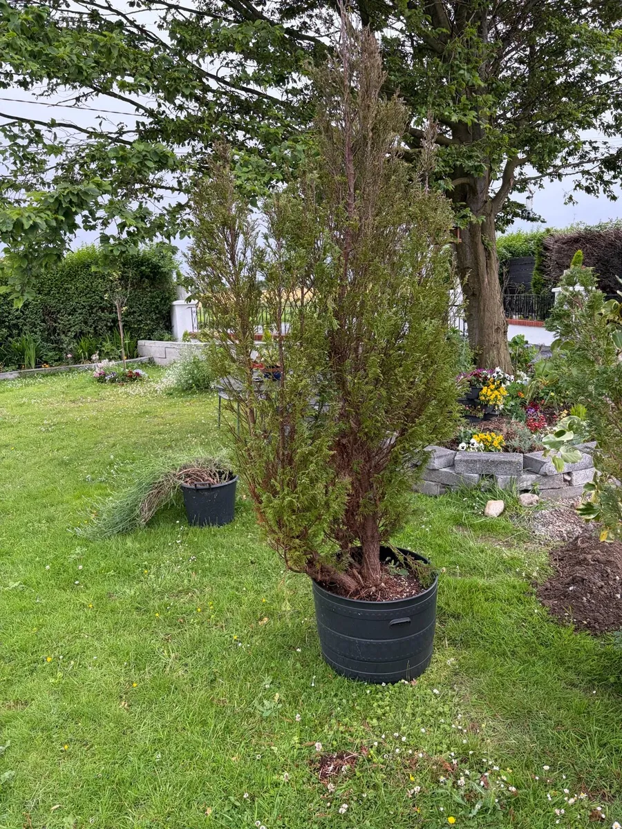 large garden trees and bushes - Image 2