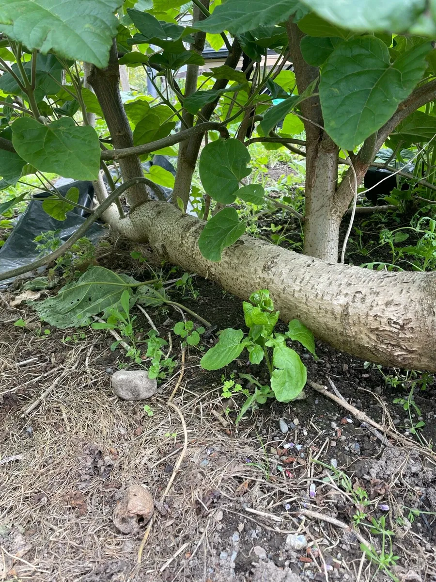 Paulownia Elongata - Image 4