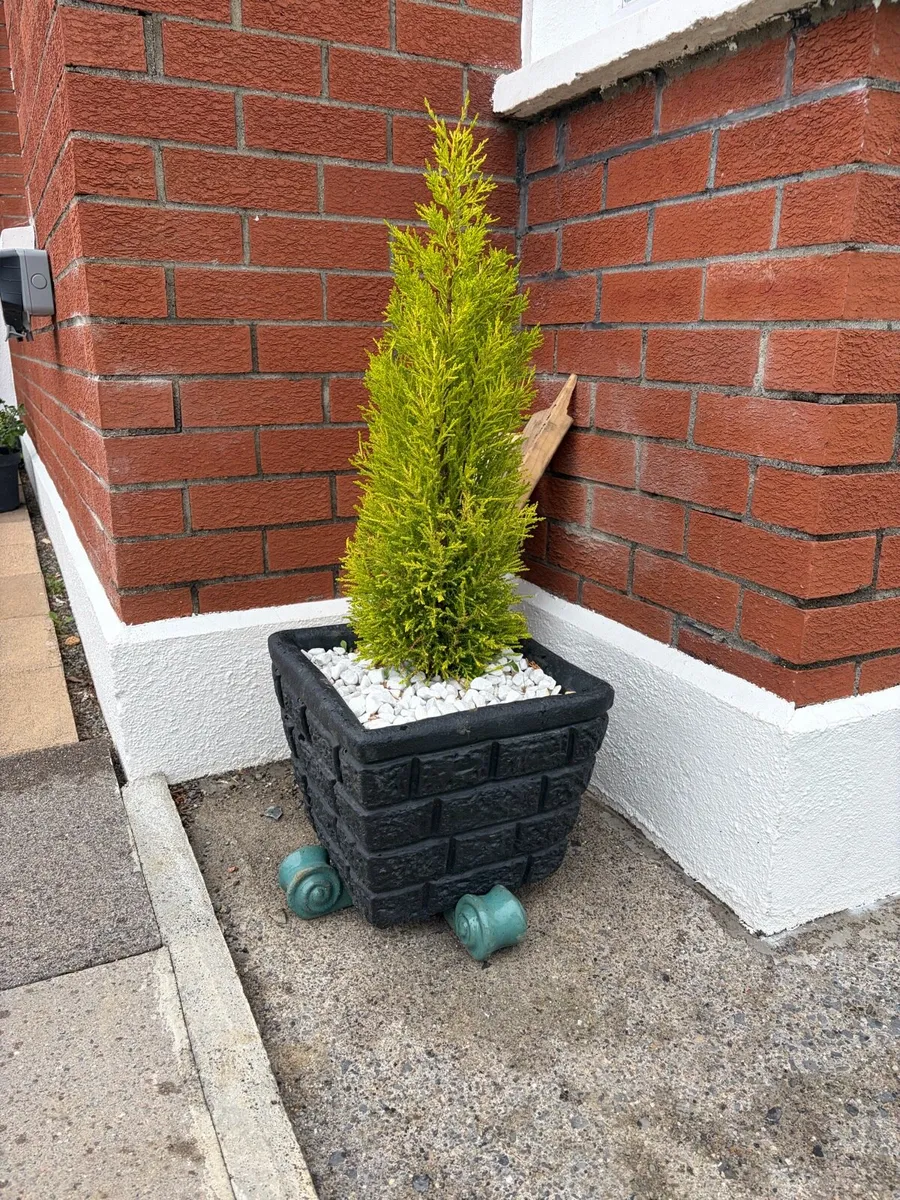 4 x concrete pots + trees - Image 1