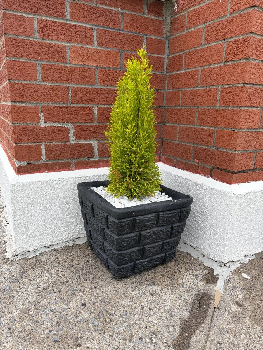 4 x concrete pots + trees - Image 2