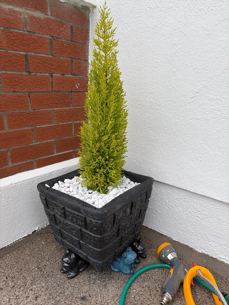 4 x concrete pots + trees - Image 3