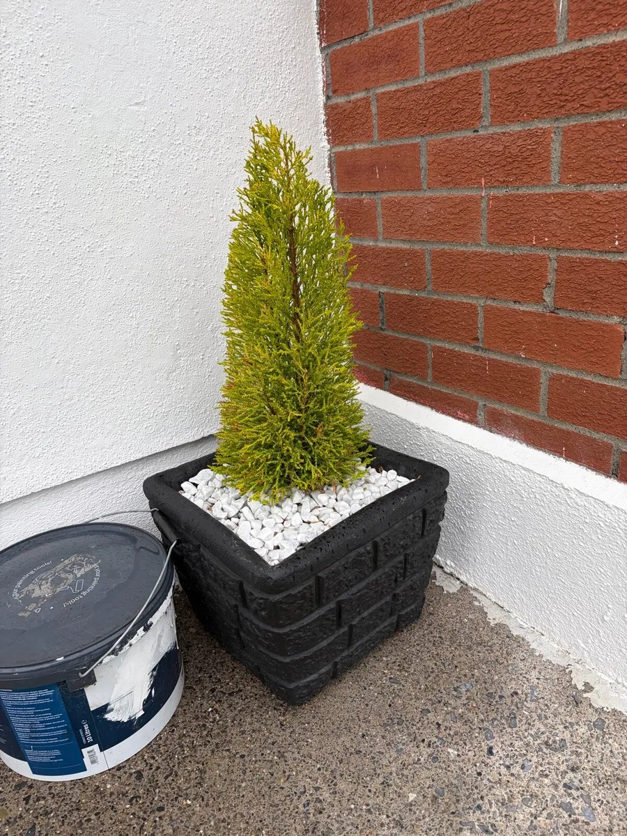 4 x concrete pots + trees - Image 4