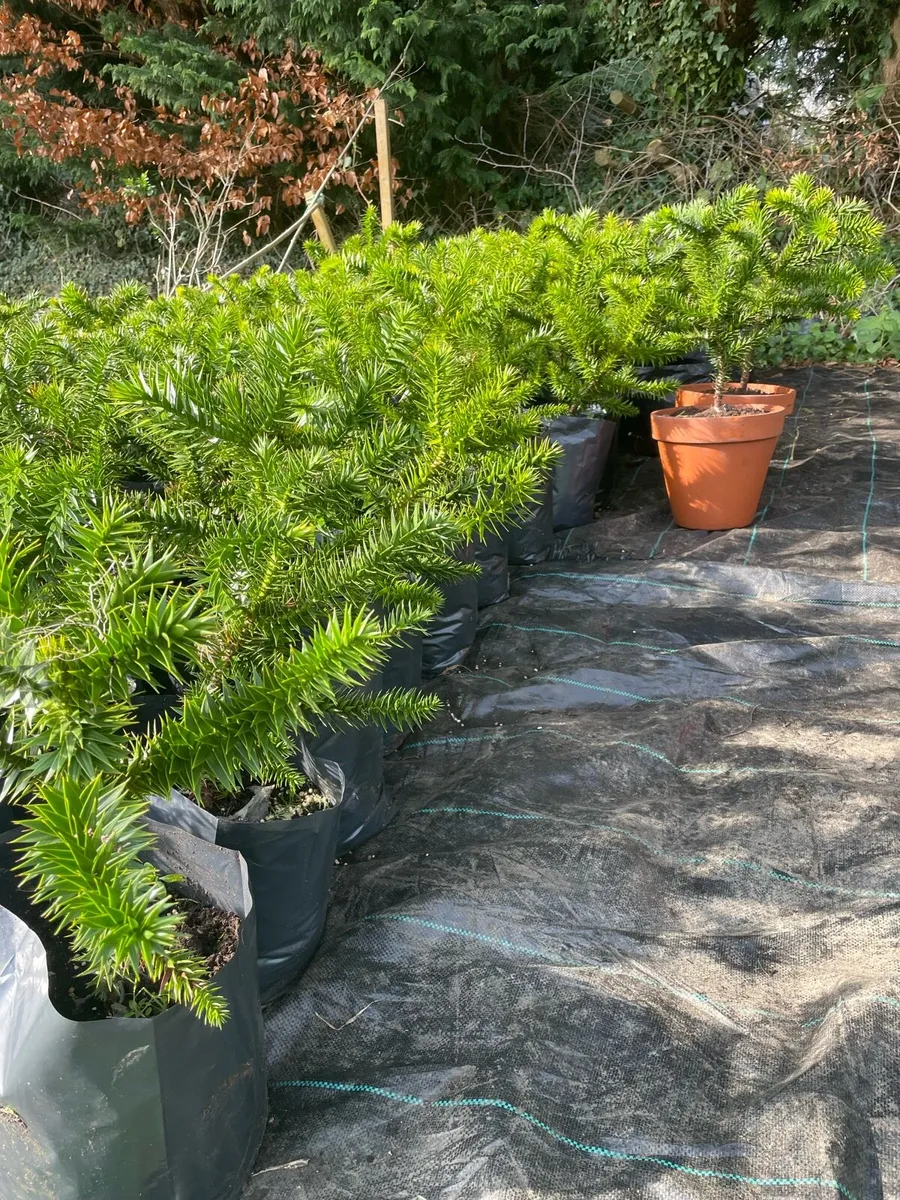 Monkey Puzzle - Image 1