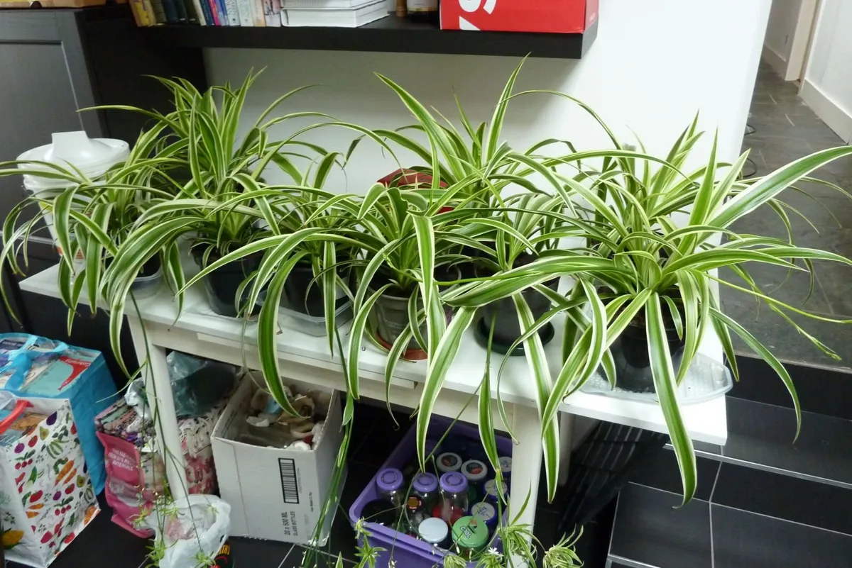 XL spider plants - Image 1