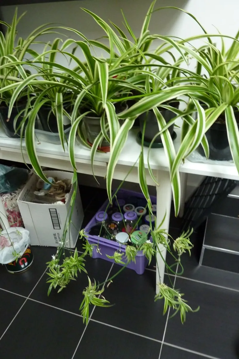 XL spider plants - Image 2