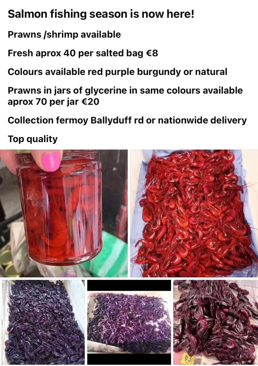 Prawns for salmon angling - Image 1