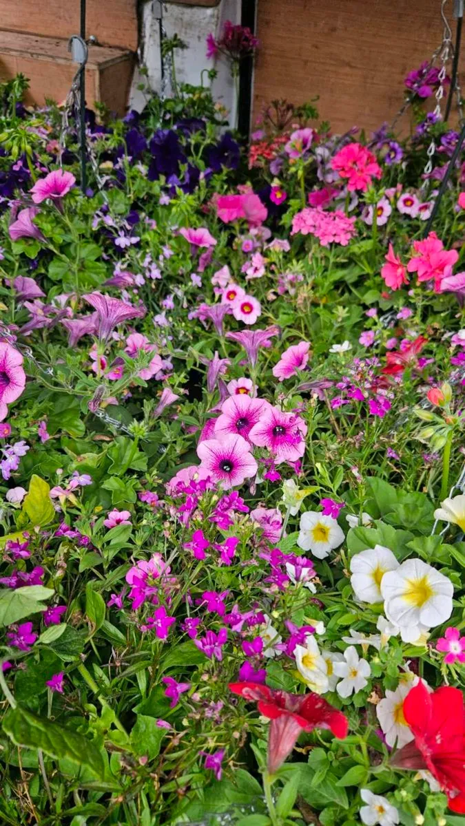 Large Hanging Baskets 14inch - Image 1