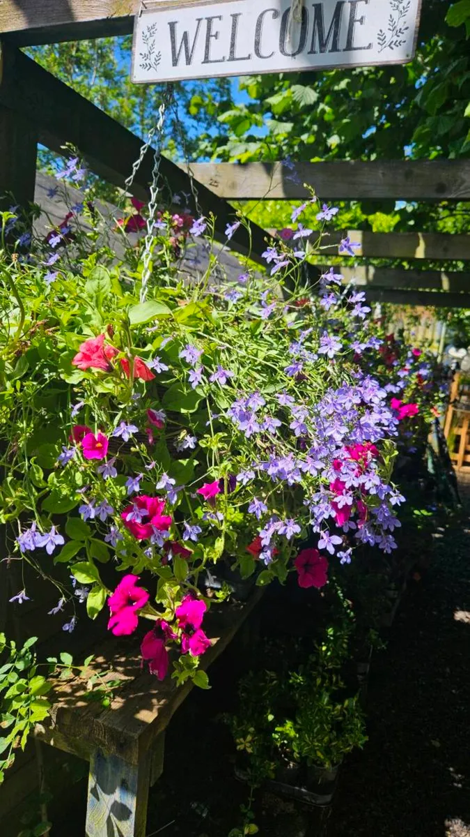 Large Hanging Baskets 14inch - Image 2