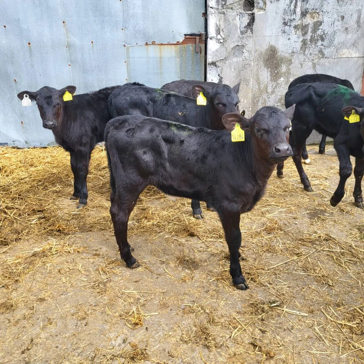 Quality  heifer  calfs for sale - Image 3