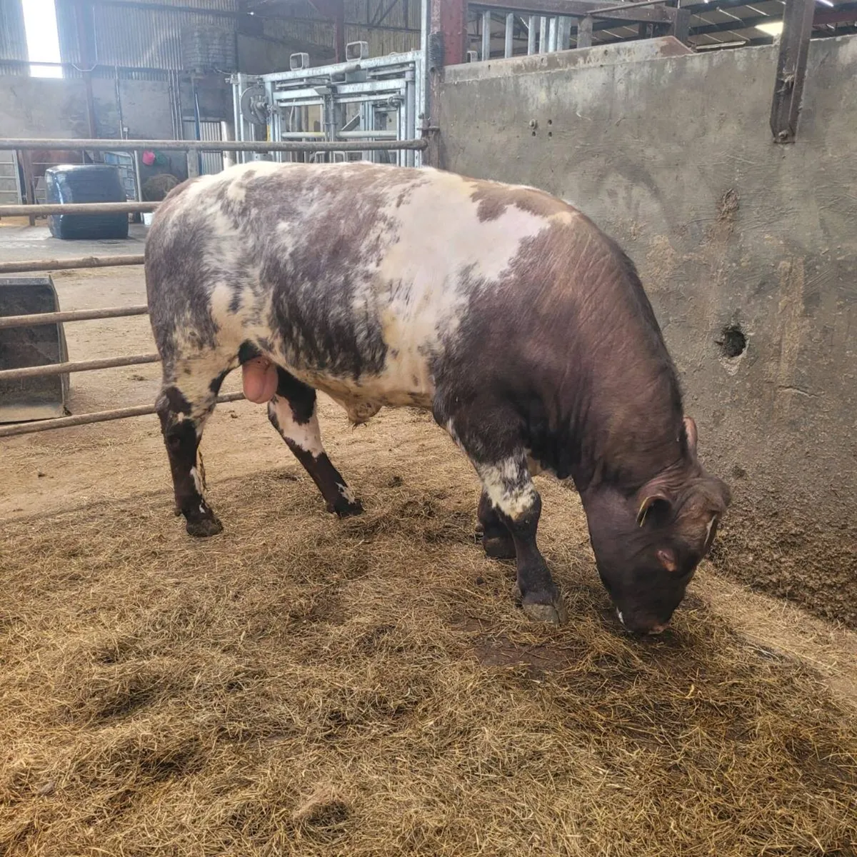 Shorthorn bull - Image 2