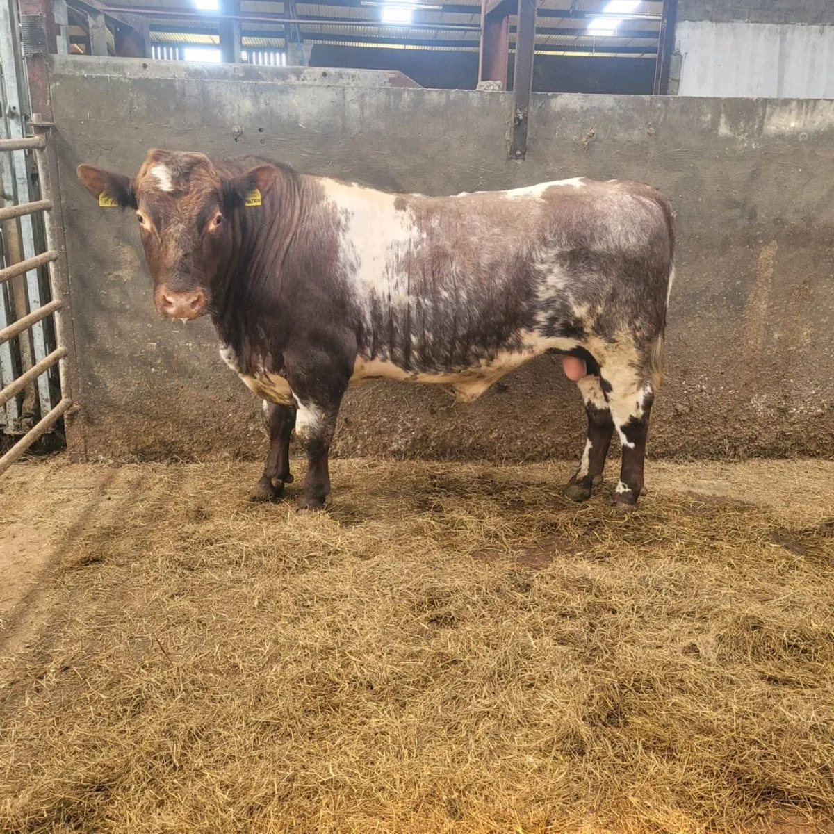 Shorthorn bull - Image 1