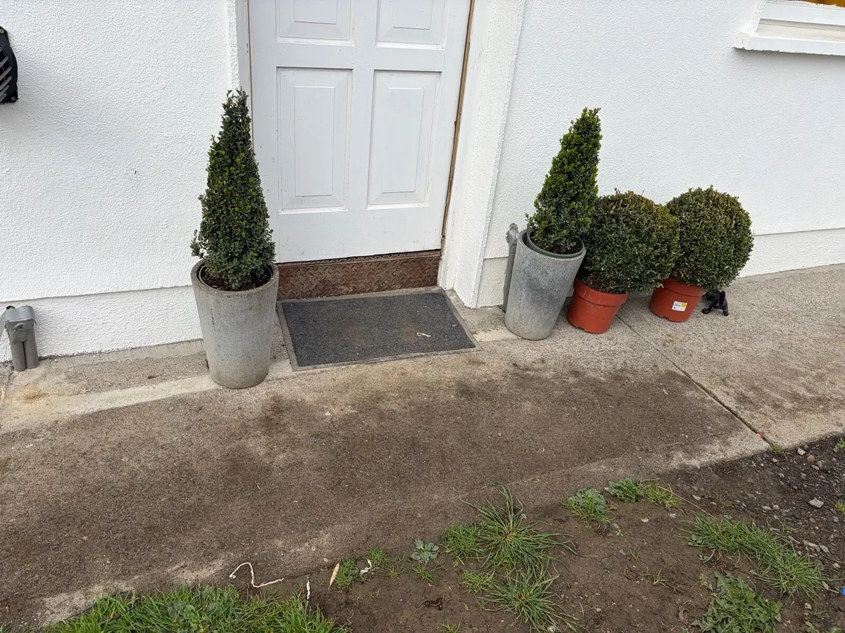 4 x bush / trees garden - Image 1