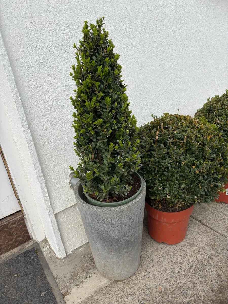 4 x bush / trees garden - Image 2