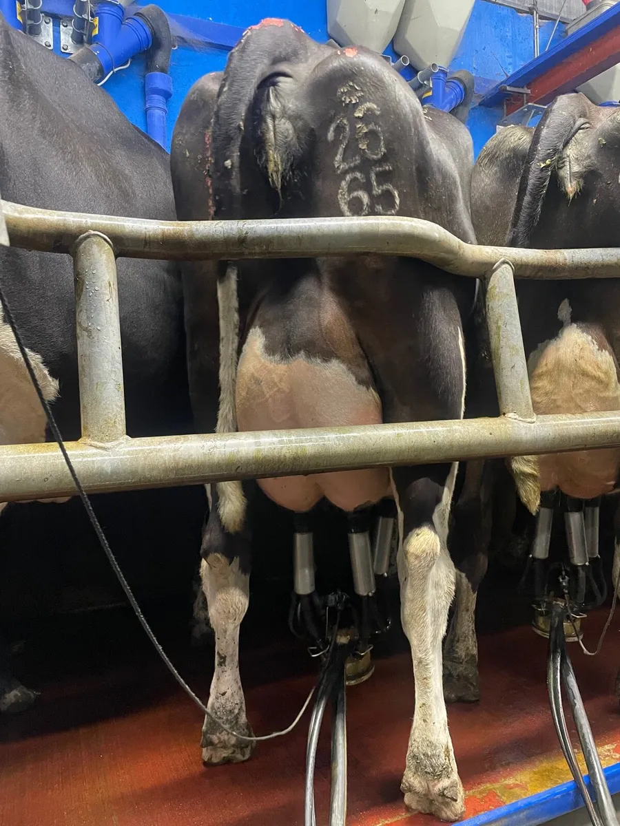 Dairy cows - Image 1