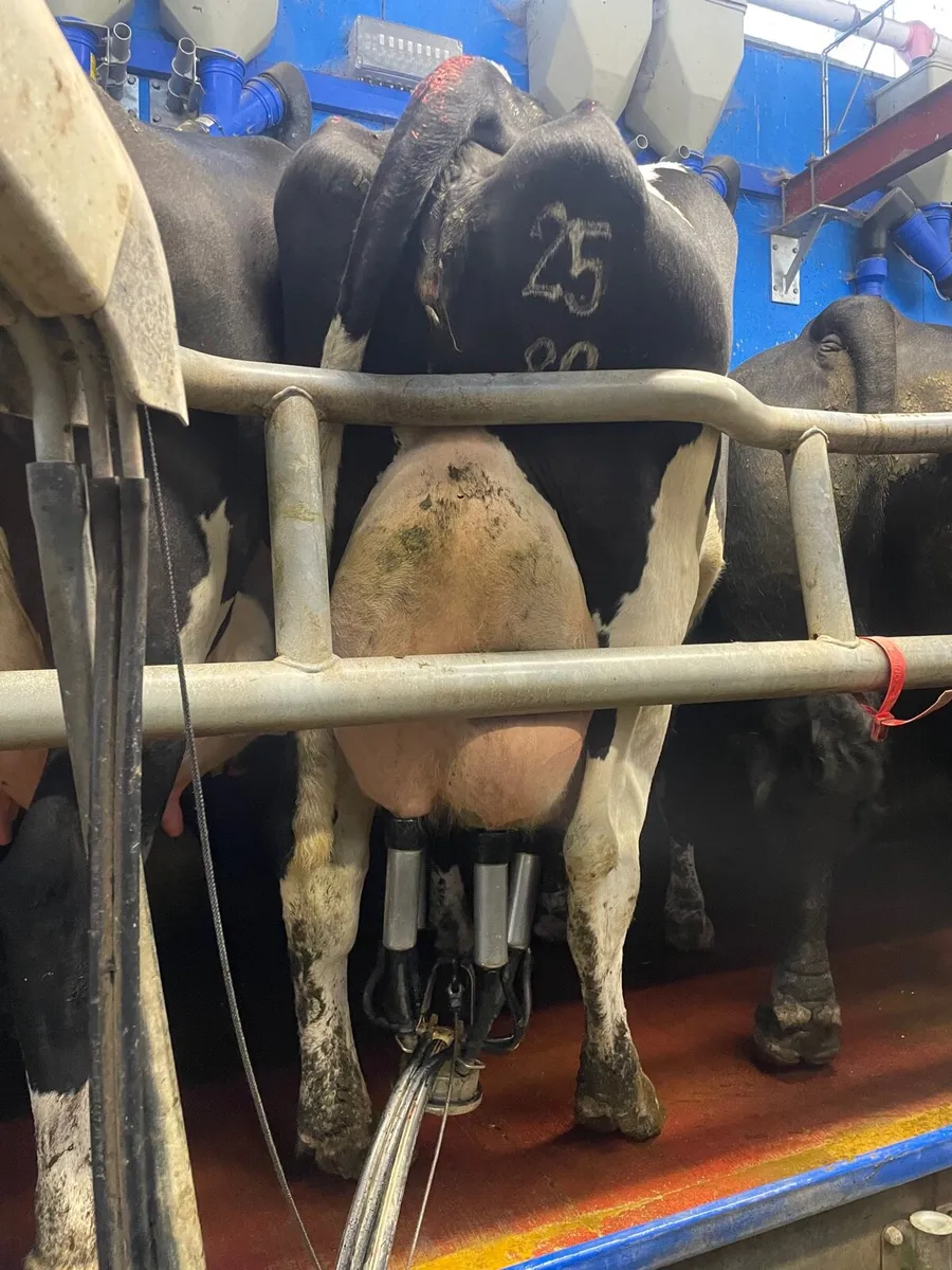 Dairy cows - Image 2