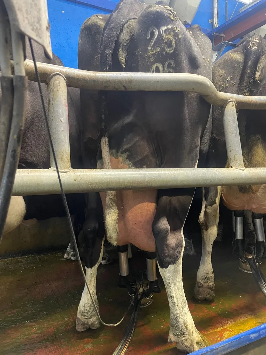 Dairy cows - Image 4