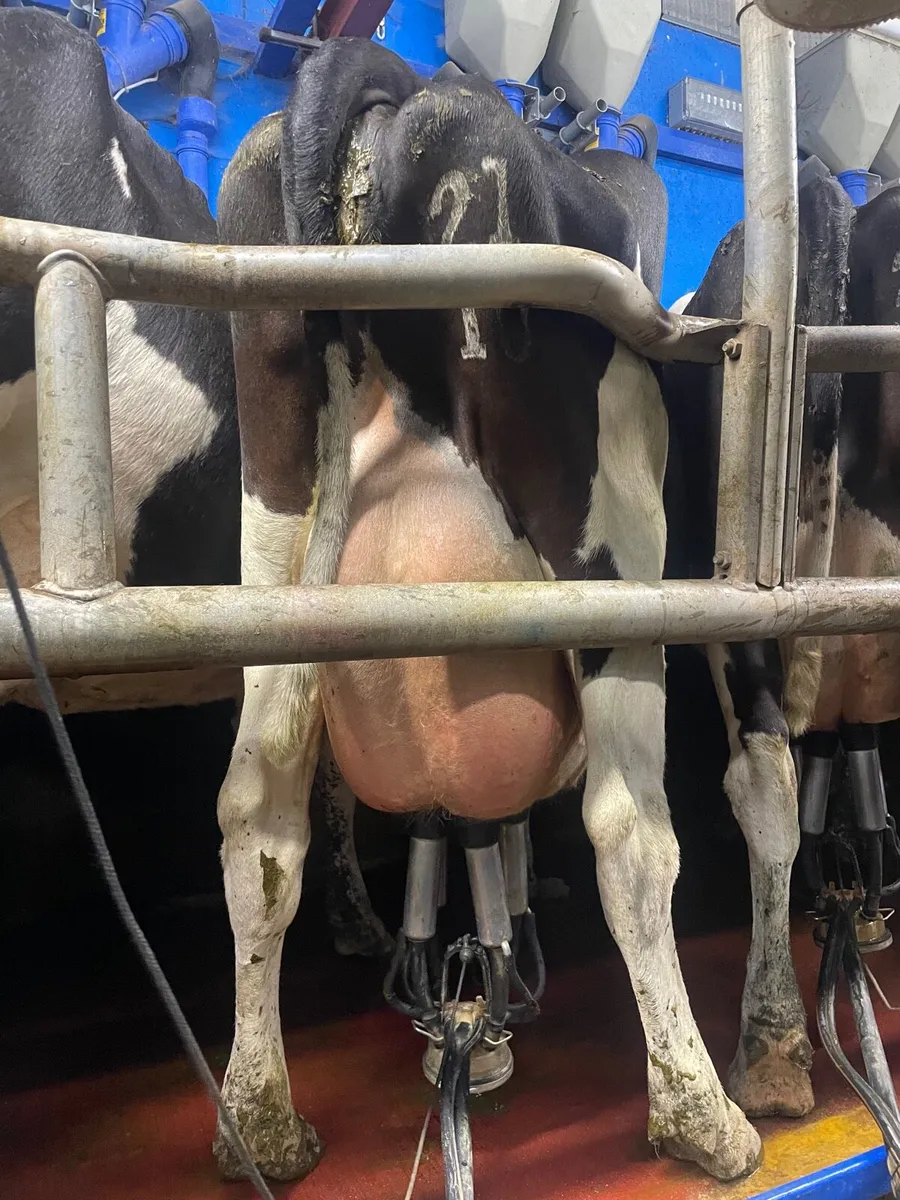 Dairy cows - Image 3