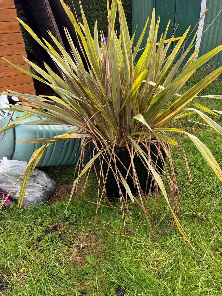 plant and pot for sale garden - Image 1