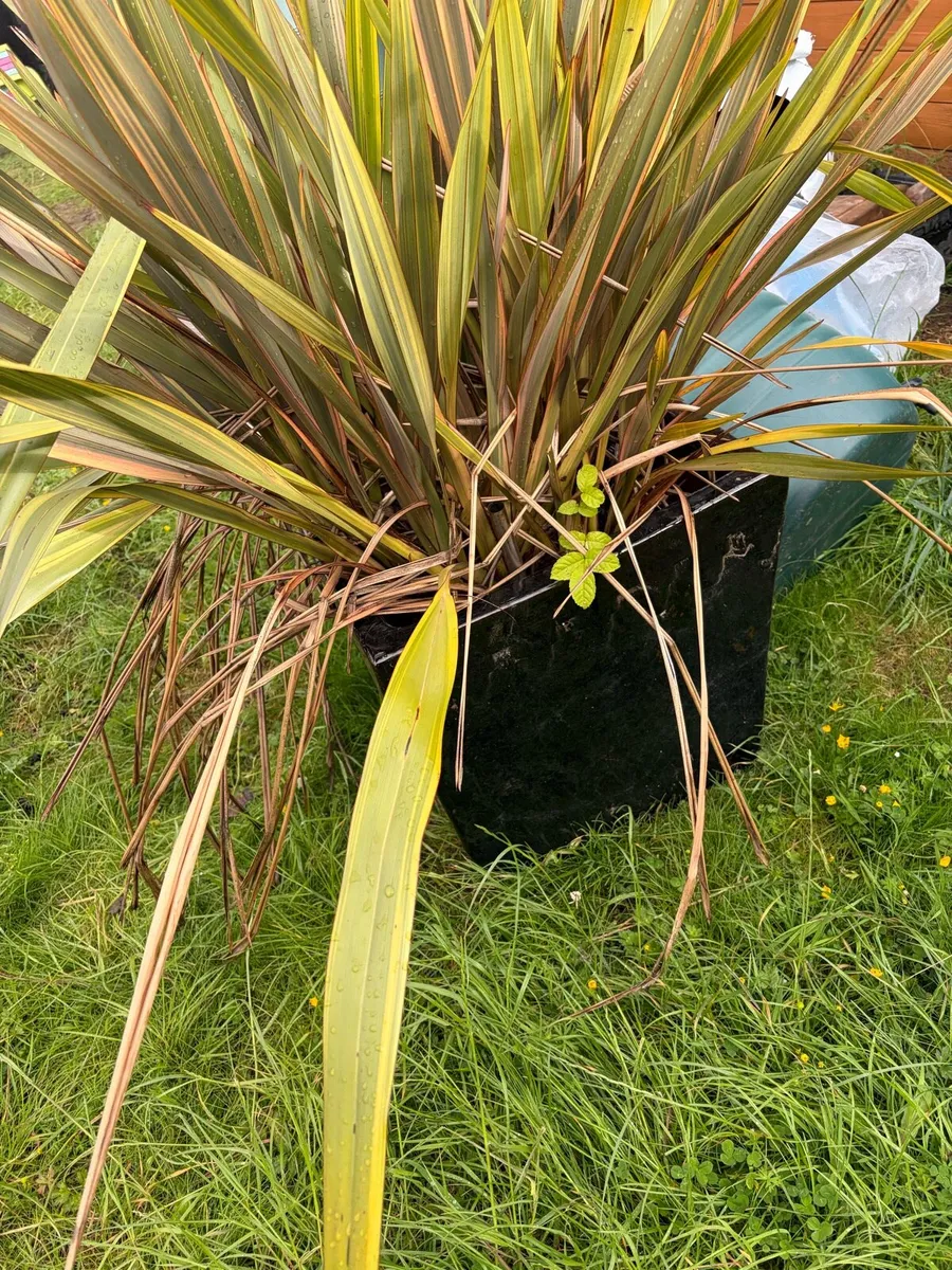 plant and pot for sale garden - Image 2