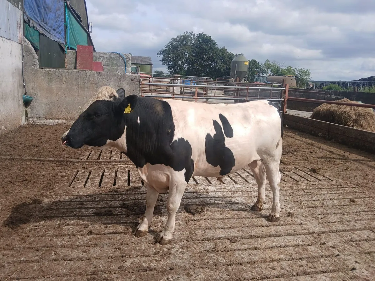 Pedigree British Fresian Bull - Image 2