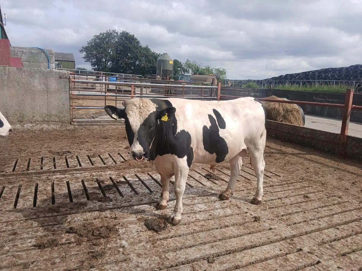 Pedigree British Fresian Bull - Image 1