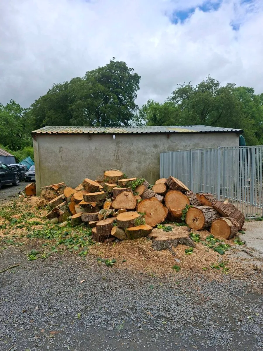 Tree Care - Image 2