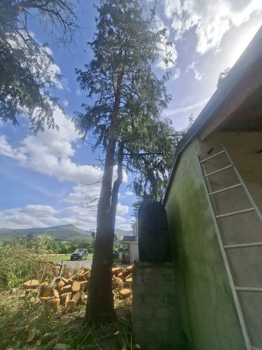 Tree Care - Image 3