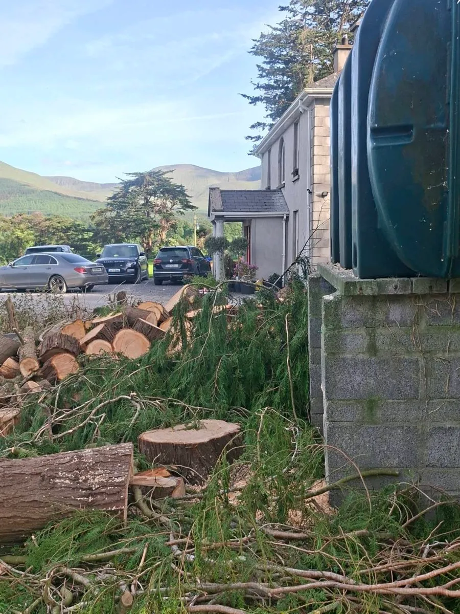Tree Care - Image 4