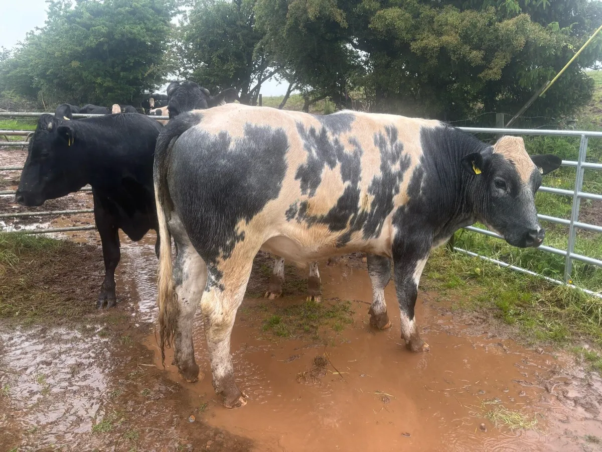 AAX & FR & SHX Bullocks in Roscrea Mart Today! - Image 1
