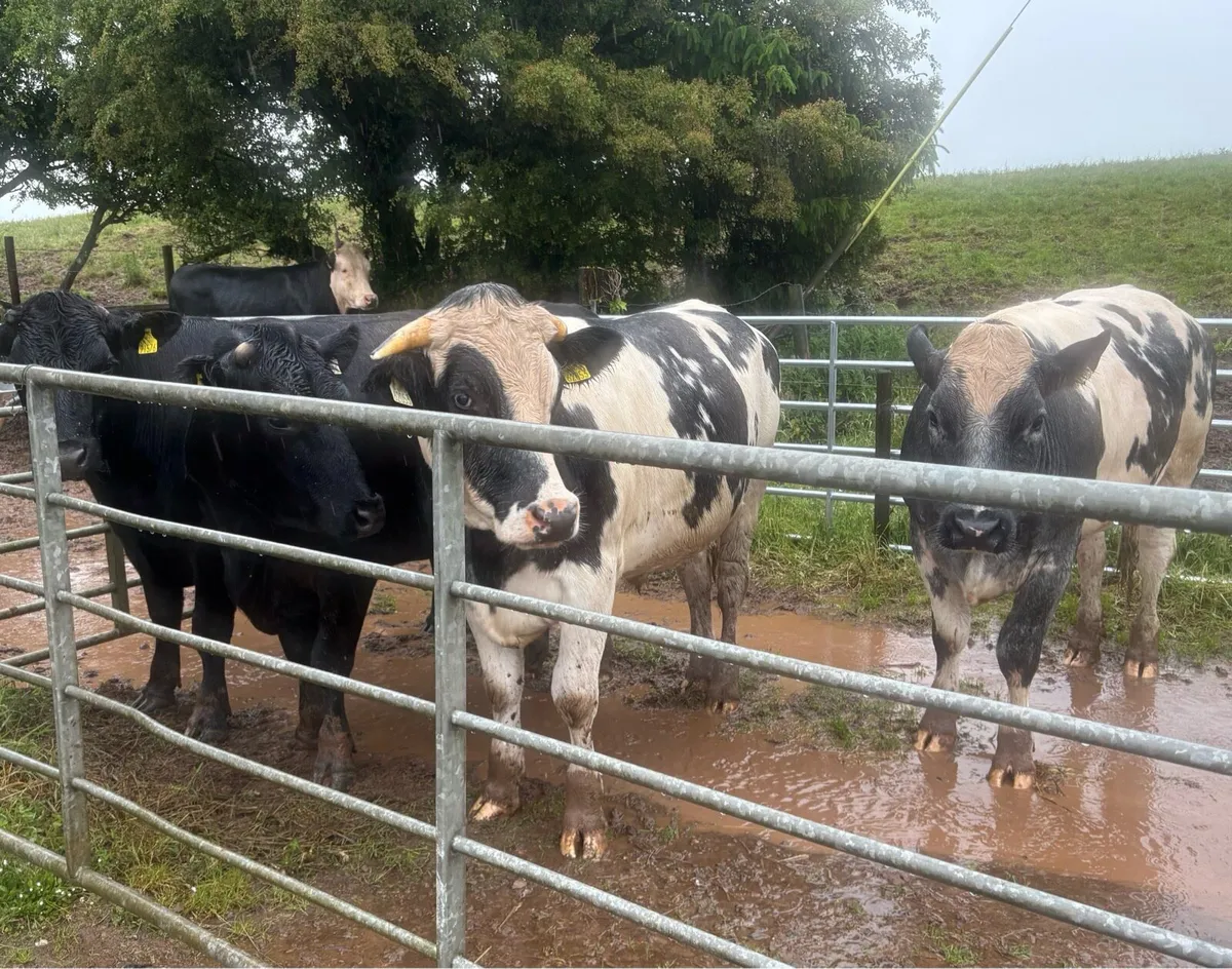 AAX & FR & SHX Bullocks in Roscrea Mart Today! - Image 3